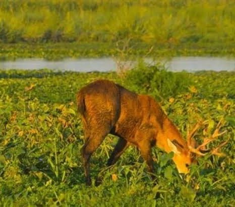 Esteros del Iberá — fauna (ciervo de los pantanos)